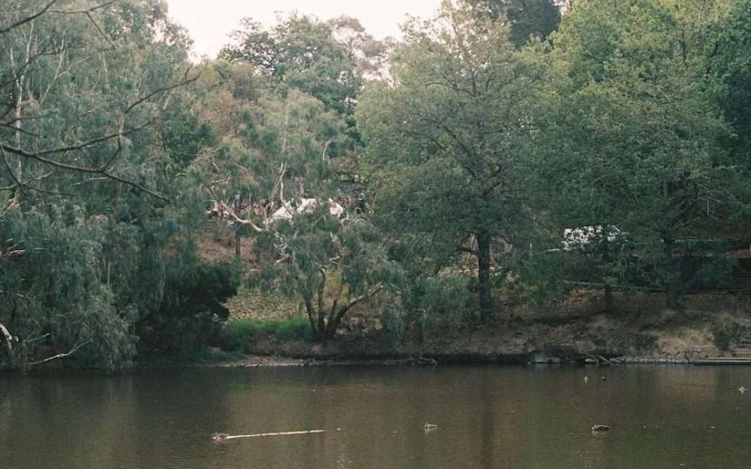 Finding Figaro’s 9th birthday: sunshine, kookaburras, and beautiful people dancing by the river to Fleetwood Mac
